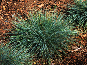 Vivers Càrex - Festuca glauca 'Elijah Blue'